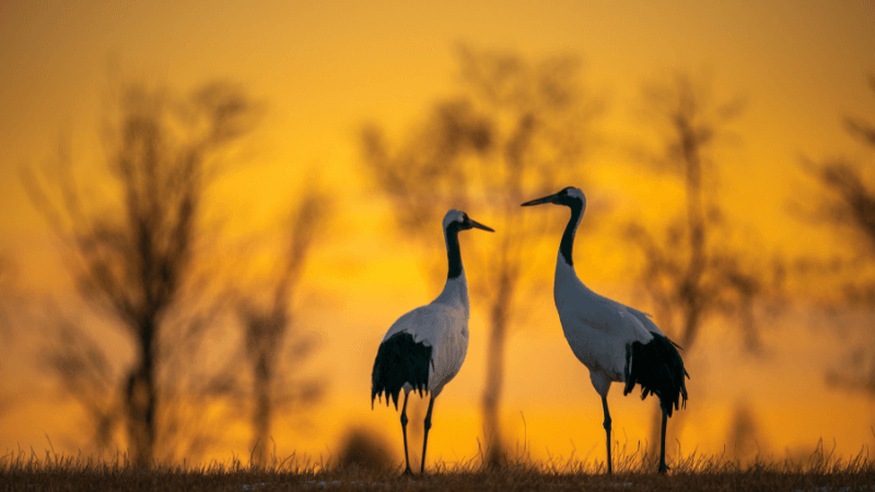 Kaziranga National Park